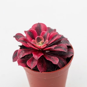Aeonium Medusa | Succulente | Magnifique succulente colorée | Succulente rare en pot de 8,5 cm