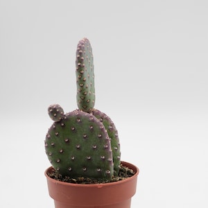 Op de afbeelding: Een kleine cactus in pot met groene en paarse kussens en een lange, rechte stengel. De cactus heeft kleine, gelijkmatig verdeelde bulten en is geplant in een bruine pot tegen een witte achtergrond. Een unieke kamerplant.