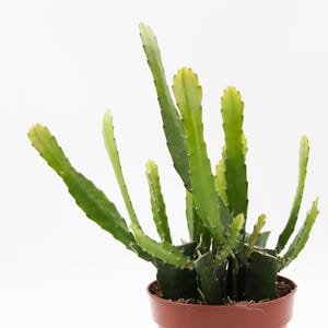 Op de afbeelding: Een groene cactusplant met lange, slanke stelen en gele punten, geplant in een bruine plastic pot. De plant staat tegen een effen witte achtergrond, wat de unieke vorm en kleur benadrukt.