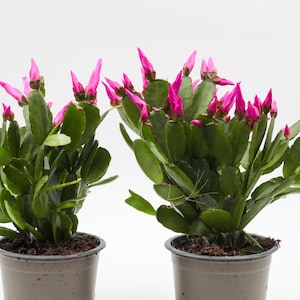 Rhipsalidopsis gaertneri | Osterkaktus | purpurrosa Blüten | 2 Pflanzen im 8,5-cm-Topf | Ikhebeencactus