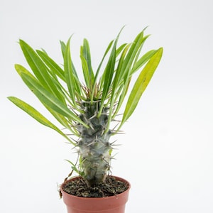 Pachypodium lamerei | Palmier de Madagascar | Plante spéciale | Plante entière en pot de 5,5 cm