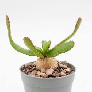 Euphorbia stellata | Sällsynt växt | vacker caudex | hel planta i 6,5 cm kruka