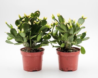 Rhipsalidopsis gaertneri | Osterkaktus | weiße Blüten | 2 Pflanzen im 8,5-cm-Topf | Ikhebeencactus