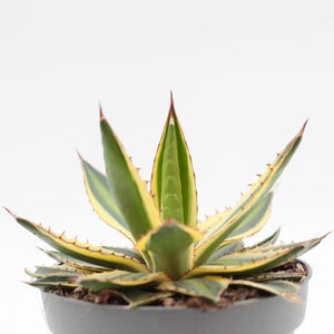 Puede incluir: Una planta de agave en maceta con hojas abigarradas verdes y amarillas. Las hojas tienen bordes afilados y espinosos y puntas de color marrón rojizo. La planta está en una maceta gris sobre un fondo blanco.