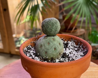 Tephrocactus Molinensis Rare Cactus Red or White Glochid - Etsy