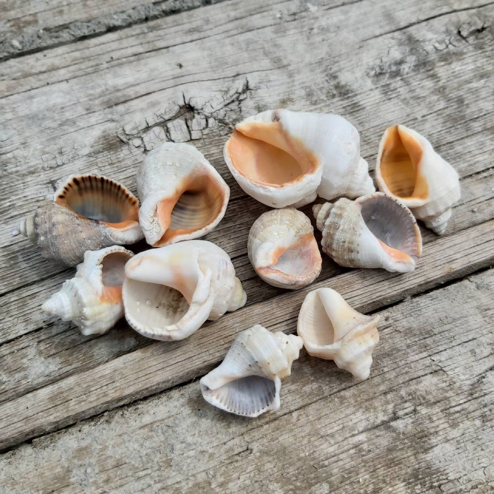 Authentic Conch Shells 10 small pieces Real Black Sea Conch Etsy
