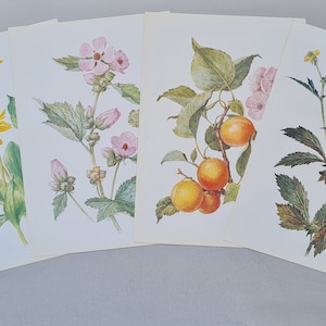 32 large format Medicinal herb pictures, Wildflowers, Botanical plants, Soviet vintage postcards set, Herbs illustration