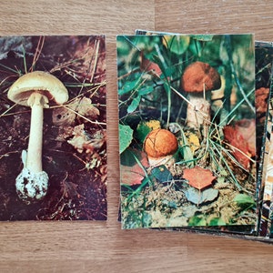 Ensemble de 25 illustrations de champignons, cartes postales vintages représentant des champignons, photos de champignons vintage soviétiques