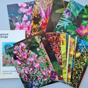 Cartoline botaniche d'epoca Immagini botaniche Set di cartoline sovietiche di 25 illustrazioni di erbe