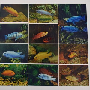 Soviet vintage postcards set, Aquarium fish, Ornamental fish postcards