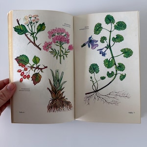 May include: An open book displaying botanical illustrations. The left page shows drawings of plants with white, pink, and red details. The right page features a plant with purple flowers and green leaves. The book is open, revealing the illustrations.