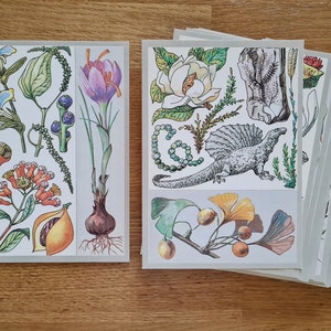 Ensemble de cartes postales botaniques soviétiques vintage, 32 photos de botanique, illustrations d'herbes aromatiques et cartes postales soviétiques