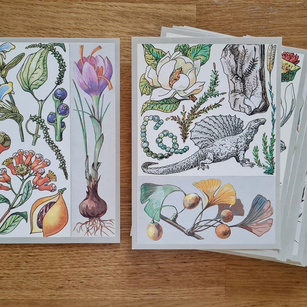 Soviet Vintage Botanical Postcards Set 32 Botany Pictures Herbs illustrations Soviet Postcards