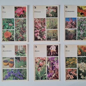 Set di cartoline botaniche d'epoca sovietiche, piante ornamentali nel cortile, piccole immagini di fiori