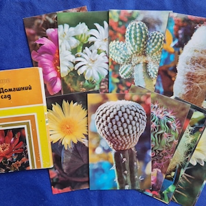 Lot de 15 cartes postales de cactus, art botanique, impressions botaniques vintage, plantes de carte postale, cartes postales de botanique, photos de cactus