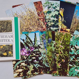 Medicinal plant postcards, Soviet vintage postcard set, herb illustration, botanical postcards, botany pictures, Green pharmacy