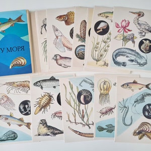 Vintage postcards set about the inhabitants of the sea, educational postcards about fish and animals