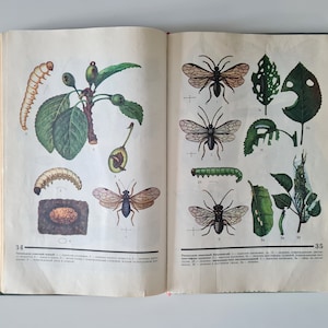 May include: Open book with vintage illustrations of insects, caterpillars, and plant life. Detailed drawings in color depict various stages of insect development, including eggs, larvae, and adult forms, alongside leaves and fruit.