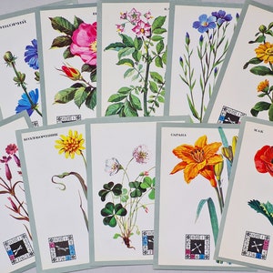 cartes postales vintage avec fleurs, illustrations d'herbes aromatiques, photos de plantes botaniques soviétiques vintage et art botanique