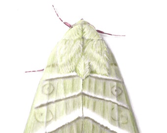 Tabac Budworm Heliothis virescens