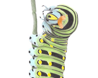 Black Swallowtail Caterpillar