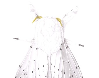Dot Lined White- Artace cribrarius