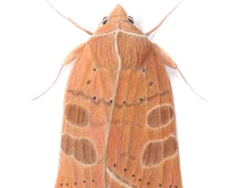 Red Winged Sallow- Xystopeplus rufago