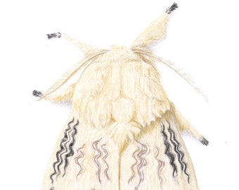 Black Waved Flannel Moth- Megalopyge crispata