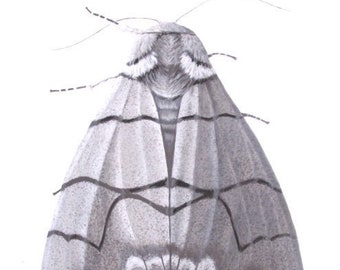 Panthée orientale - Panthea furcilla