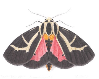 Tiger Moth figuré #2 - Grammia figurata