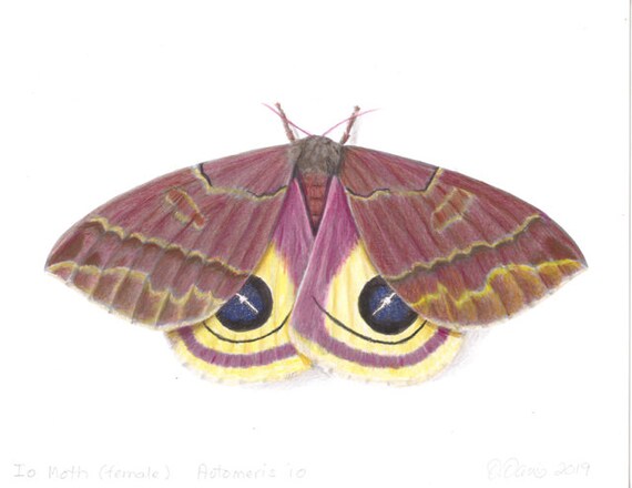 Io Moth female Automeris Io | Etsy