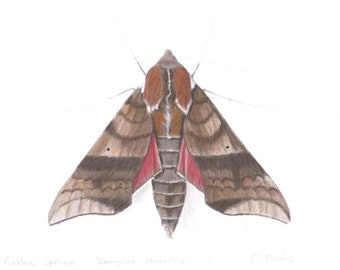 Azalée Sphinx Darapsa choerilus