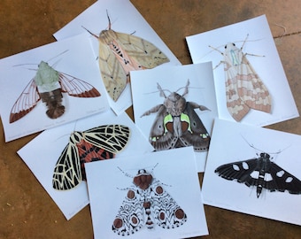 Any three hand colored moth prints