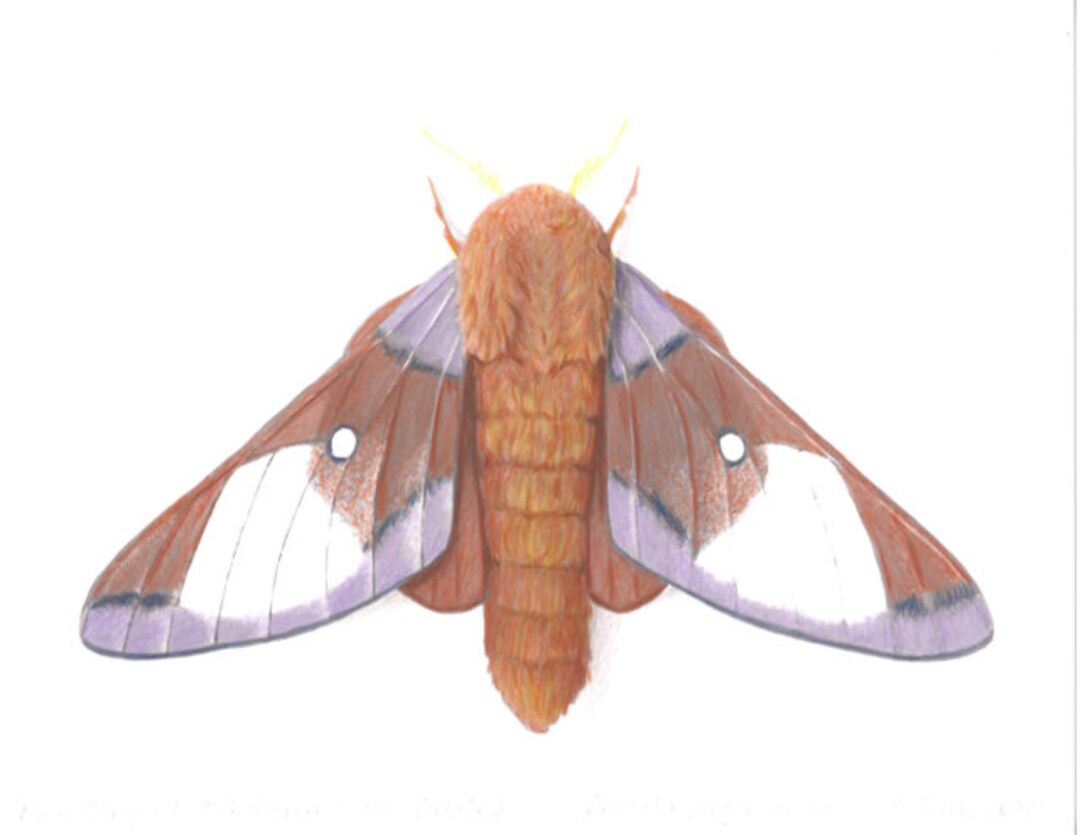 Pink Striped Oakworm Moth (male) Anisota Virginiensis - Etsy