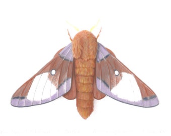 Pink striped Oakworm Moth (male) Anisota virginiensis