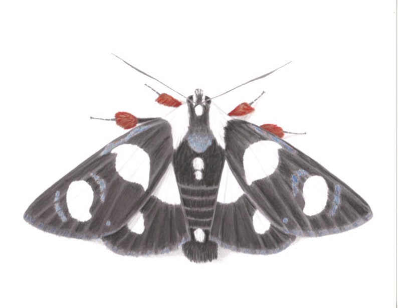 Eight Spotted Forester-Alypia octomaculata