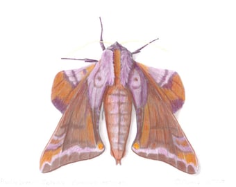 Huckleberry Sphinx Paonias astylus