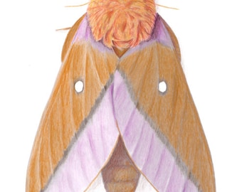 Pink Striped Oakworm Moth  Anisota virginiensis