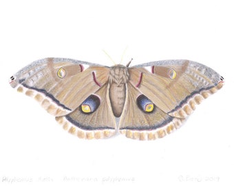 Polyphemus Moth  Antheraea polyphemus