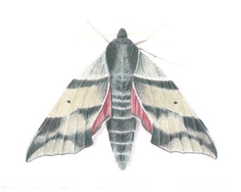 Virginia Creeper Sphinx Moth  Darapsa myron