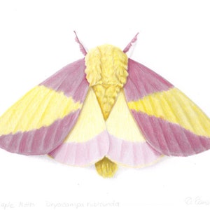 Rosy Maple Moth - Dryocampa rubicunda
