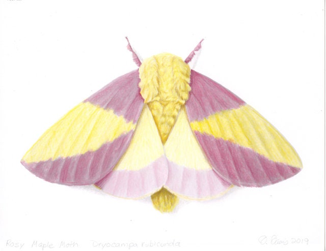 Maryland Native Wildlife: Rosy Maple Moth (Dryocampa rubicunda)