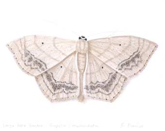 Large Lace Border  Scopula limboundata