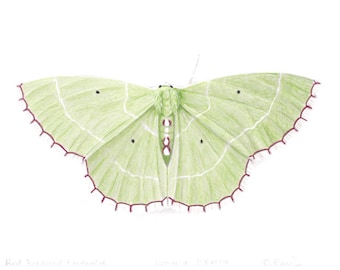 Red Bordered Emerald-Nemoria lixaria