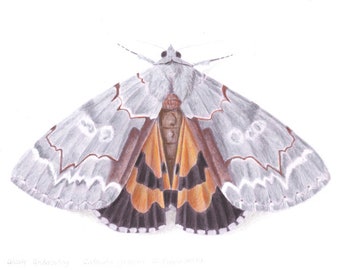 Woody Underwing- Catocala grynea