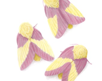 Rosy Maple Moth Trio- Dryocampa rubicunda