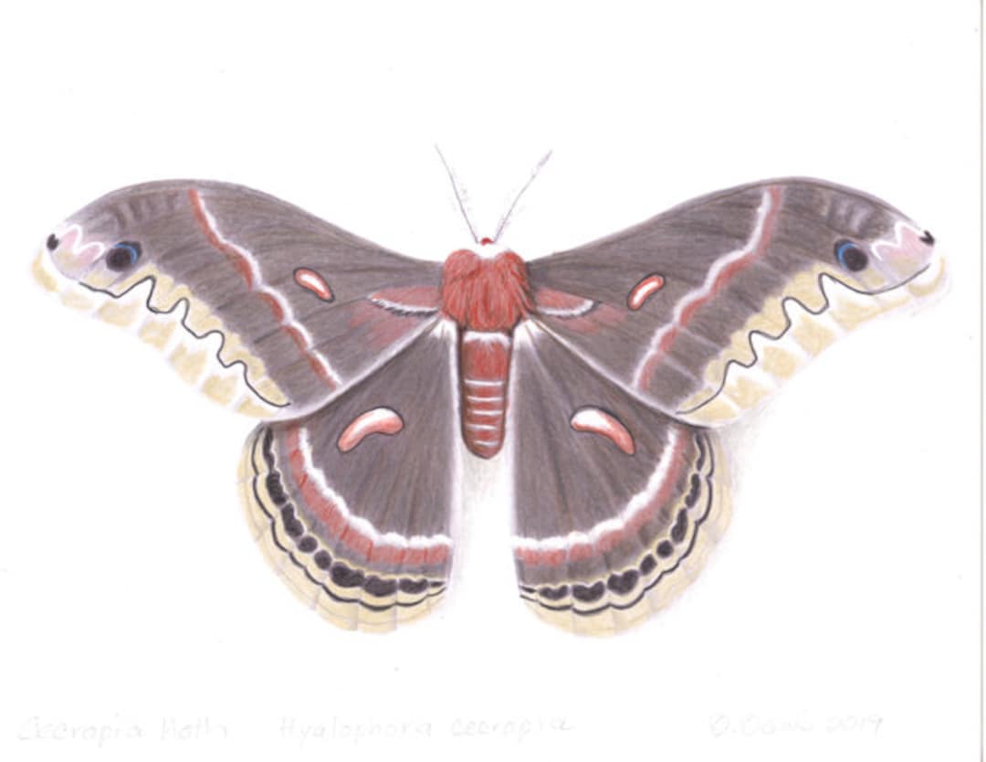 Cecropia Moth Hyalophora Cecropia - Etsy