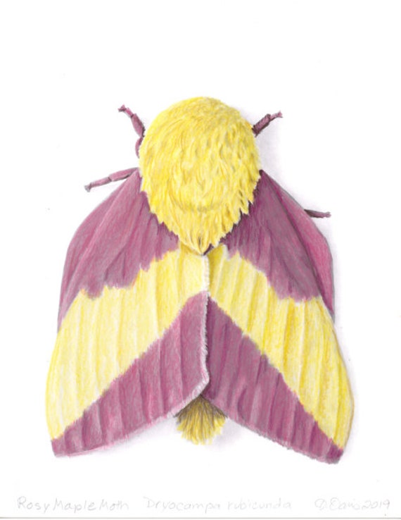 Rosy Maple Moth Dryocampa Rubicunda Etsy