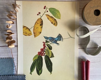 Vintage Audubon Azure Warbler Print