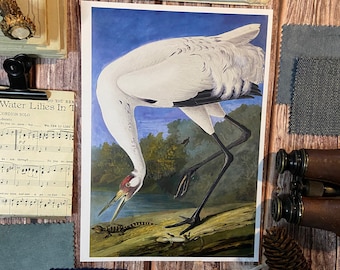 Vintage Whooping Crane Audubon Bird Print